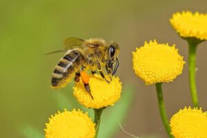 Пчелите живеат значително пократко, ова е проблем за целиот свет