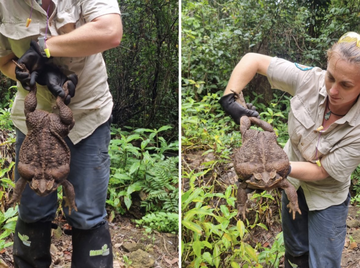 Џиновска жаба од Австралија влезе во Гинисовата книга на рекорди, научниците ја измерија па ја убија