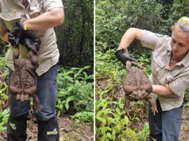 Џиновска жаба од Австралија влезе во Гинисовата книга на рекордите, научниците ја измерија, па ја убија
