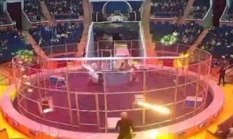 (Видео) Лав нападна артист во циркус па го спаси сопругата