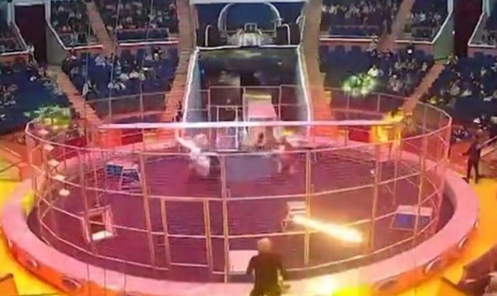 (Видео) Лав нападна артист во циркус па го спаси сопругата