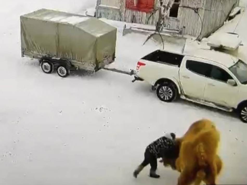 (Видео) Пијан чувар настрада откако нападна камила во Русија