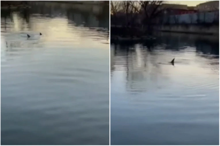 (Видео) По пет години делфини повторно пливаа во реката Бронкс во Њујорк
