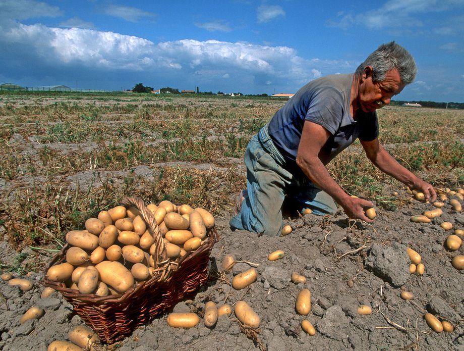 На францускиот остров Ноармутие се продаваат најскапите компири во светот