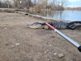 Алигатор долг 4 метри фатен во парк во Њујорк
