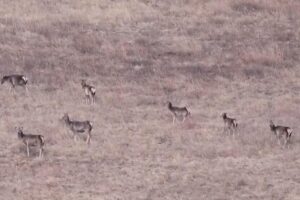 (Видео) Бројот на црвени елени во внатрешна Монголија достигна над 10.000