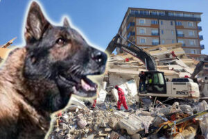 (Видео) Почина кучето кое ги бараше и спасуваше затрупаните во земјотресот во Турција
