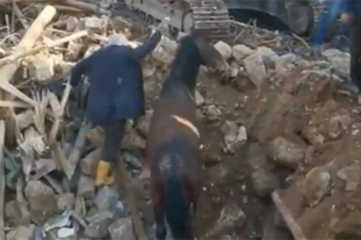 (Видео) Спасен е коњ по поминати три недели под урнатините во Турција