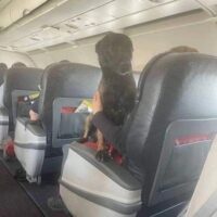 Кучињата трагачи кои помагаа во спасување во земјотресот во Турција, дома се враќаат со лет во прва класа