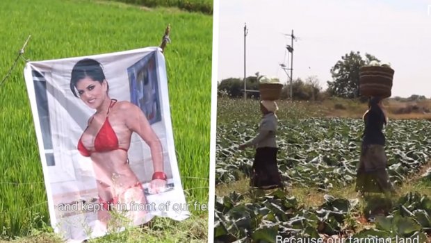 Селани ставиле постер од порноѕвезда на нива за подобар род