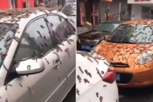 (Видео) Дожд од црви заврна во Кина