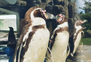 (Видео) Првпат се родија четири бебиња пингвини во скопската зоолошка