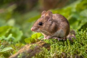 Научници создадоа глувци од двајца мажјаци
