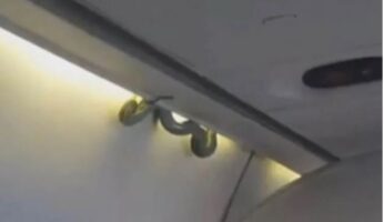 Змија во авион предизвика принудно слетување во Јужна Африка