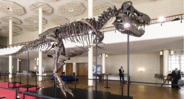 Скелет на Т-Рекс продаден во Швајцарија за 5,6 милиони евра