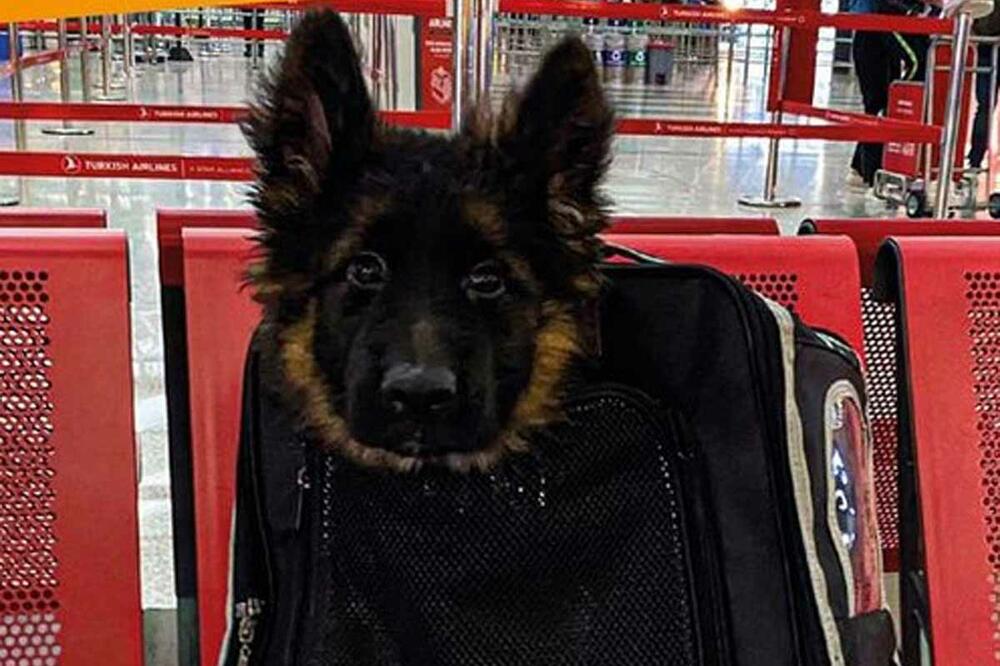 Турците им подарија на Мексико германски овчар, во знак на благодарност за кучето Протео кое загина барајќи преживеани во земјотресот