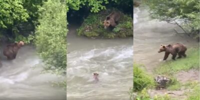 (Видео) Кај село Бродец на Шара мечка скокна во Пена за да го спаси мечето