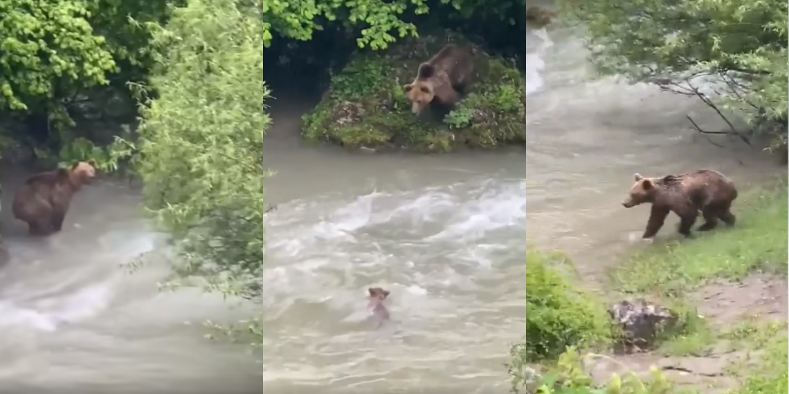 (Видео) Кај село Бродец на Шара мечка скокна во Пена за да го спаси мечето