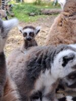(Фото) Светски феномен во скопската зоолошка: За првпат шест пара близначиња лемури