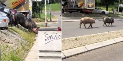 (Видео) Свињи слободно шетаат низ улиците на Белград