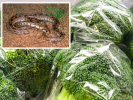 Маж од Британија пронашол змија во брокулата што ја купил во продавница