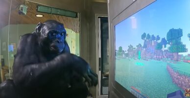 ВИДЕО: Мајмун научи да игра Minecraft
