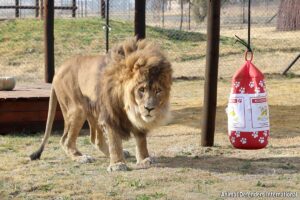 (Видео) Најосамениот лав на светот се врати во природното живеалиште откако со години бил напуштен во Зоолошката градина во Ерменија