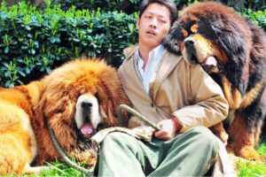 Најскапата раса на кучиња на светот е тибетски мастиф кој чини 2 милиони долари