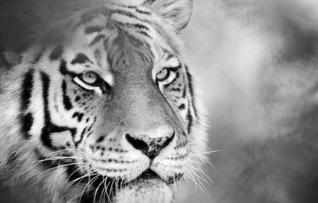 Угина сибирска тигрица Надја во Зоолошката во Скопје