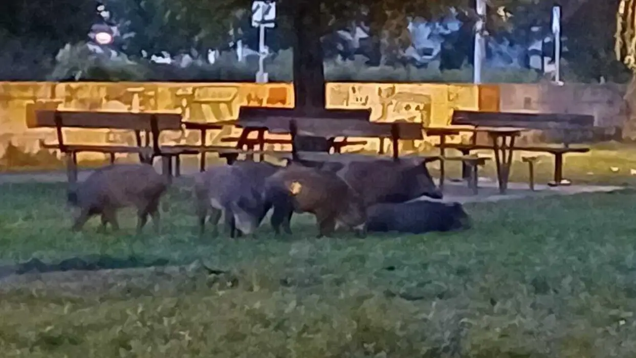 (Фото) Наезда на диви свињи слободно се шетаат и ги исплашија граѓаните на Загреб