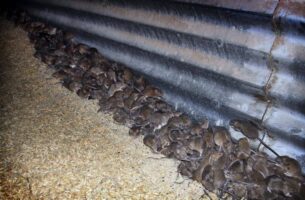 Австралија нападната од стаорци – јадат животни од фарми, се качуваат по чамци и гризаат жици од автомобили