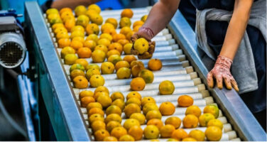 Босна и Херцеговина го забрани увозот на два тона мандарини од Хрватска