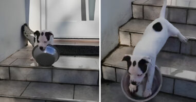 (Видео) Снимка со кученце ќе ви го разубави денот-неговата нова вештина го насмеа интернетот