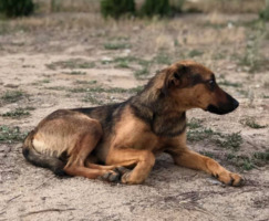 Расфрлан е отров во Карпош, започнале да изумираат бездомните животни