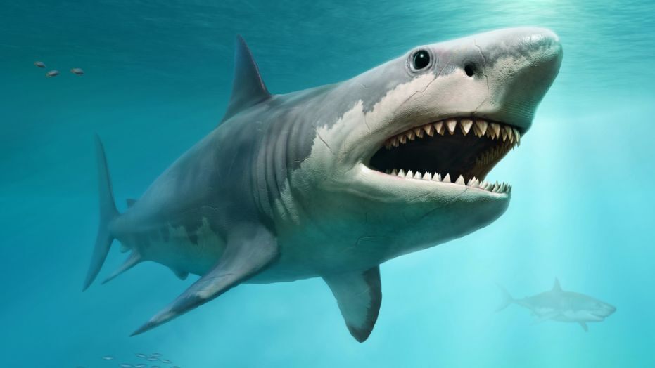 Ајкула уби тинејџер: телото на младиот човек е извлечено од водите кај Австралија