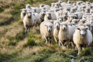 МЗШВ: Распишан јавен повик за надомест на трошоци за оддржување на висински пасишта и ливади и поддршка на традиционално овчарство