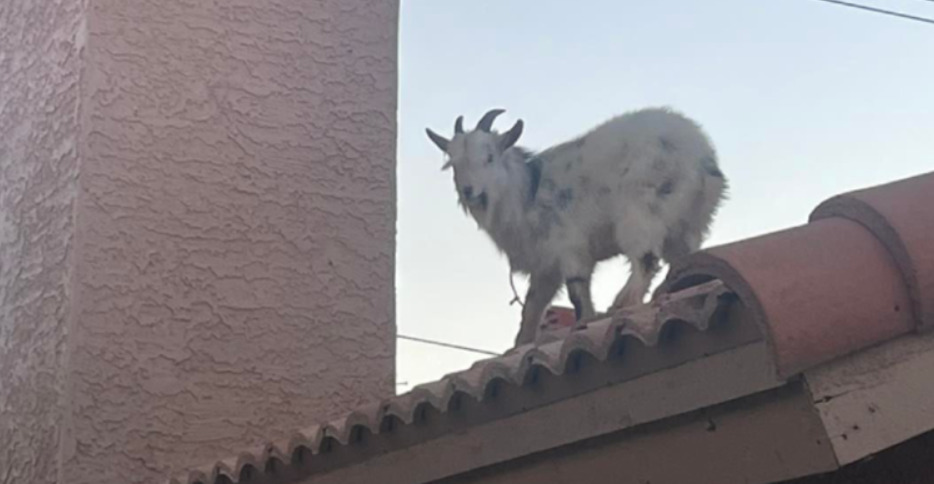 Коза спасена од покрив на куќа во САД