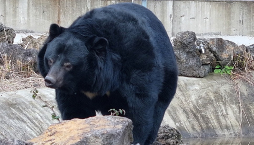 Шкотска зоолошка градина посвои кафеав мечок кој ја преживеа војната во Украина