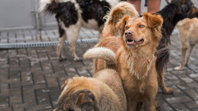 Кучињата од Чернобил го отвораат патот до лек за рак