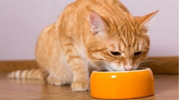 Во Франција, од 1 март, милениците се дозволени во домовите за стари лица