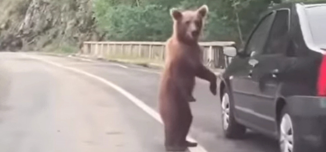 (Видео) Туристи поради селфи малтретирале мечиња, па ги фатила полиција во Северна Каролина