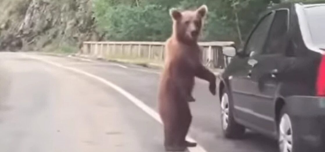 (Видео) Туристи поради селфи малтретирале мечиња, па ги фатила полиција