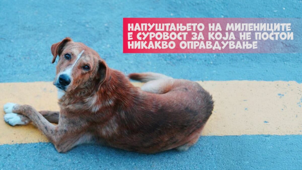 Лајка: Напуштањето на милениците е суровост за која не постои никакво оправдување
