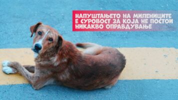 Лајка: Напуштањето на милениците е суровост за која не постои никакво оправдување