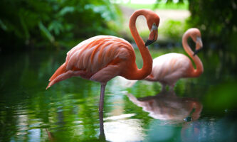 Авион се судри со јато птици во Мумбаи