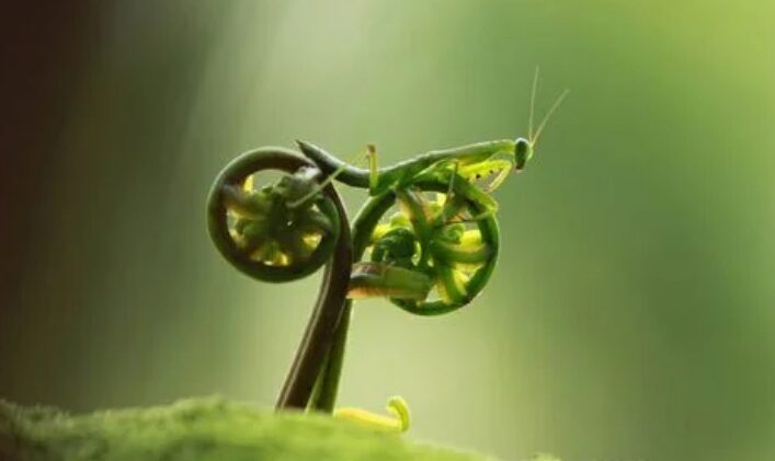 Виц на денот: Комарци на мотор