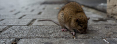 Во Јапонија повлечени се 104.000 пакувања леб, меѓу нив пронајдени делови од  стаорци