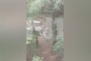 Снимка од нападот на братот на потпретседателот на Владата на Босна и Херцеговина на игралиштето во Белград: се слуша викање, а потоа хулиганите бегаат