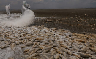 (Видео) Апокалиптични сцени: илјадници риби во Мексико угинаа поради суша