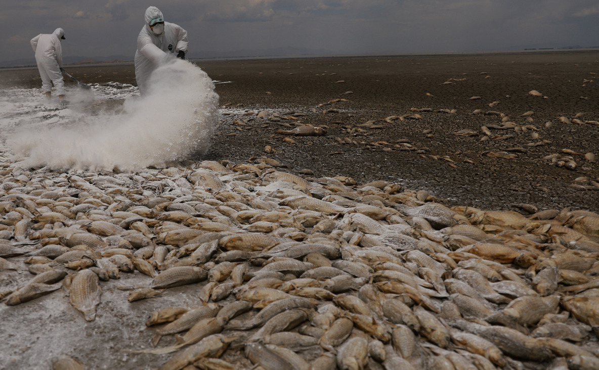 (Видео) Апокалиптични сцени: илјадници риби во Мексико угинаа поради суша